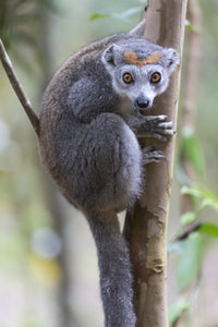 Female crowned lemur clinging to a tree trunk in Madagascar.