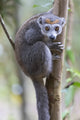 Female crowned lemur clinging to a tree trunk in Madagascar.