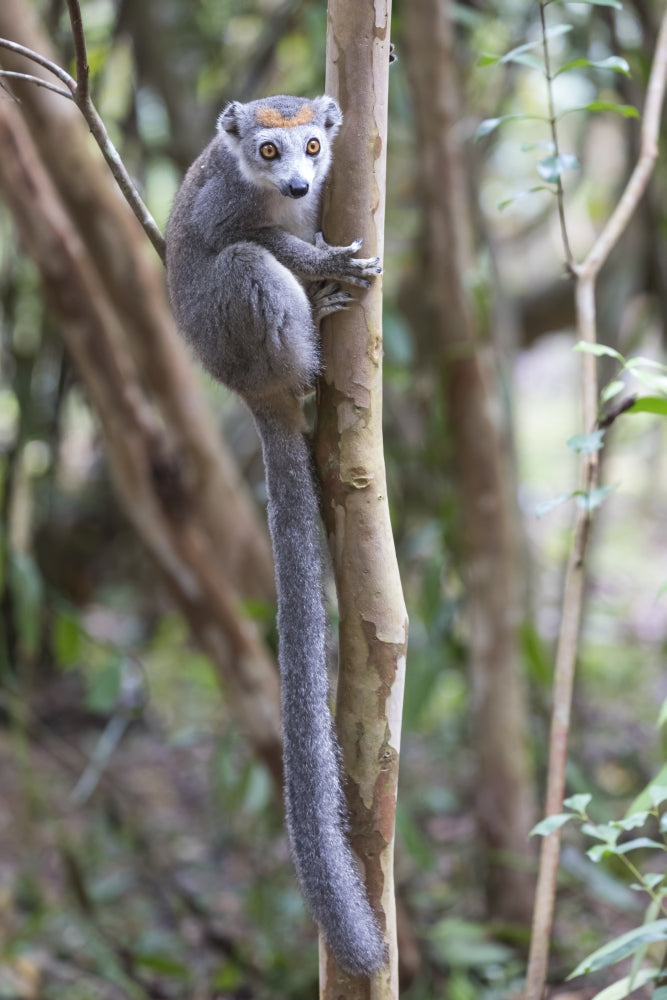 Female crowned lemur clinging to a tree trunk in Madagascar by Ellen Goff.