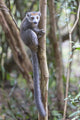 Female crowned lemur clinging to a tree trunk in Madagascar by Ellen Goff.