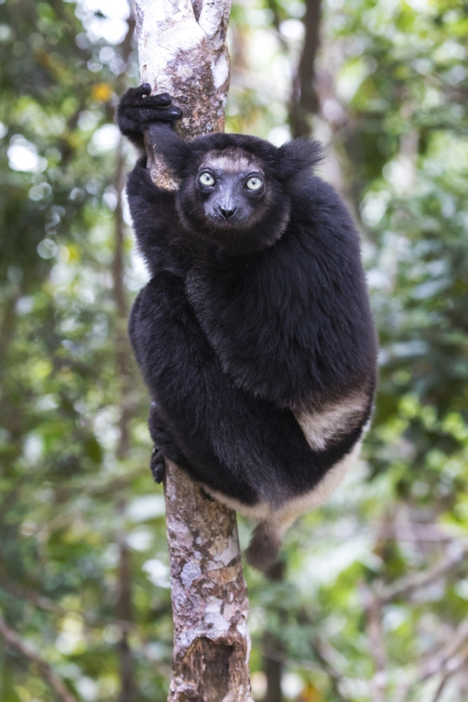 Madagascar Akanin'ny Nofy Reserve Indri Poster Print by Ellen Goff