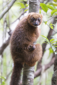 Female red-bellied lemur clinging to a tree in Madagascar poster print by Ellen Goff.