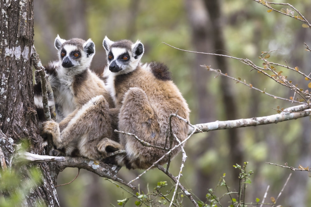 Madagascar Lemurs Huddling Together Poster Print by Ellen Goff