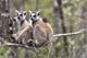 Madagascar Lemurs Huddling Together Poster Print by Ellen Goff