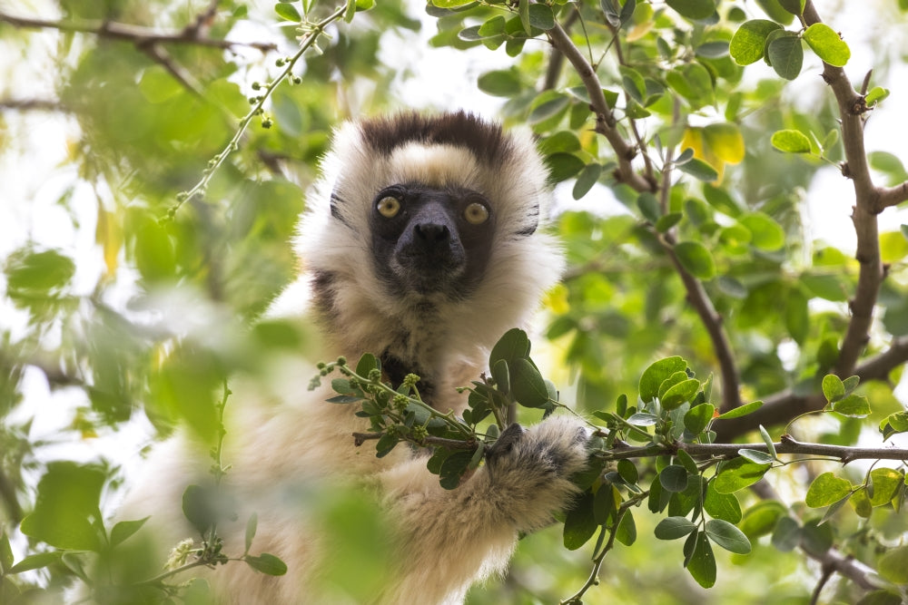Verreaux's sifaka portrait poster print from Madagascar, showcasing the animal eating leaves.