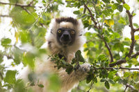 Verreaux's sifaka portrait poster print from Madagascar, showcasing the animal eating leaves.