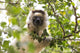 Verreaux's sifaka portrait poster print from Madagascar, showcasing the animal eating leaves.