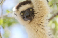 Verreaux's sifaka headshot poster print from Madagascar's Berenty Reserve by Ellen Goff.