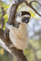 Verreaux's sifaka looking curiously from a tree in Madagascar