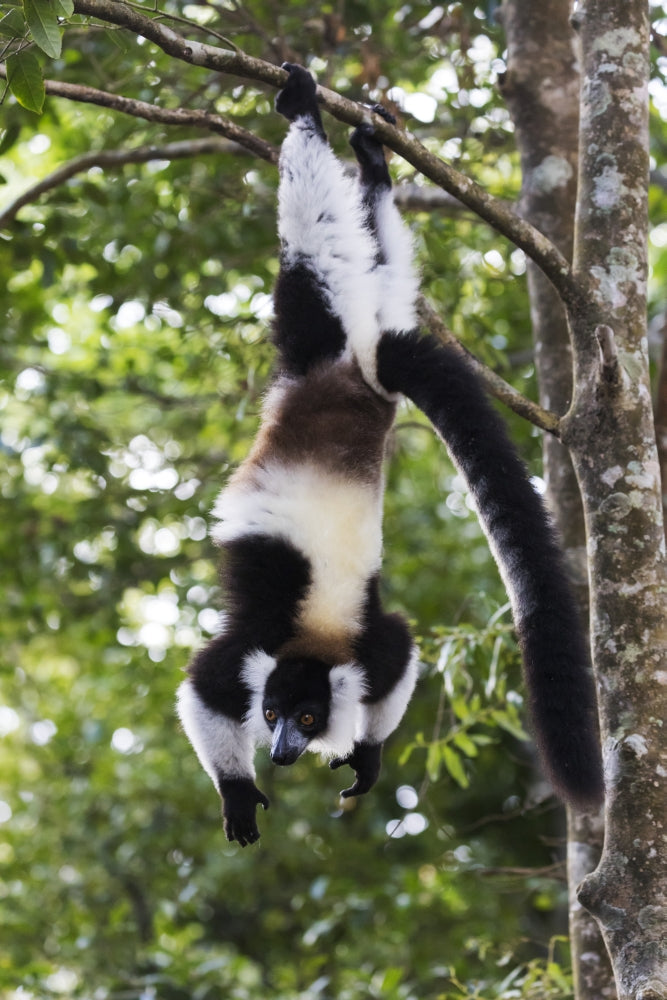 Madagascar black-and-white ruffed lemur hanging upside down poster print by Ellen Goff.
