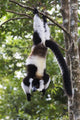 Madagascar black-and-white ruffed lemur hanging upside down poster print by Ellen Goff.