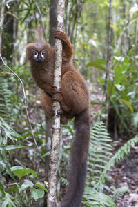 Male red-bellied lemur poster print clinging to tree trunk in Madagascar.
