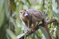 Male crowned lemur clinging to a tree trunk art print by Ellen Goff.
