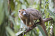Male crowned lemur clinging to a tree trunk art print by Ellen Goff.