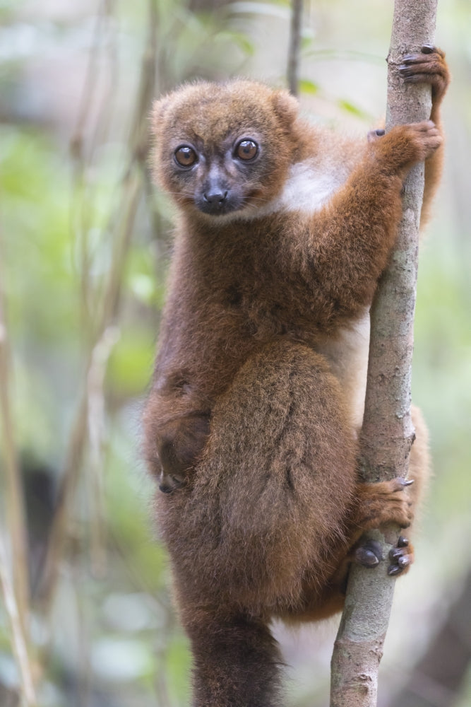 Madagascar Red-Bellied Lemur Poster Print by Ellen Goff featuring a mother lemur with her baby.