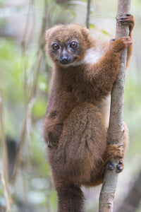 Madagascar Red-Bellied Lemur Poster Print by Ellen Goff featuring a mother lemur with her baby.