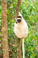 Verreaux's sifaka portrait poster print in Berenty Reserve, Madagascar.