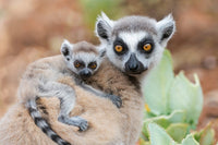 Baby ring-tailed lemur clinging to its mother's back in Berenty Reserve, Madagascar.
