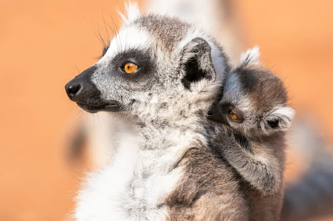 Baby ring-tailed lemur clinging to its mother's back poster print.