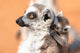 Baby ring-tailed lemur clinging to its mother's back poster print.