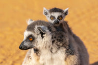 Ring-tailed lemur portrait featuring a female and her baby, captured by Ellen Goff