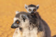 Ring-tailed lemur portrait featuring a female and her baby, captured by Ellen Goff