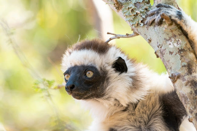Headshot of a female Verreaux's sifaka poster print by Ellen Goff.