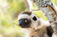 Headshot of a female Verreaux's sifaka poster print by Ellen Goff.