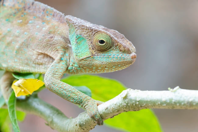 Portrait of a panther chameleon on a branch from Peyrieras Reptile Reserve.