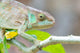 Portrait of a panther chameleon on a branch from Peyrieras Reptile Reserve.