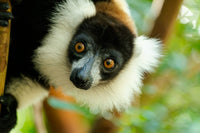 Headshot of a black-and-white ruffed lemur poster print.