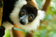 Headshot of a black-and-white ruffed lemur poster print.