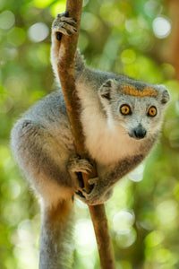 Female Crowned Lemur Poster Print featuring a gray head and body with a rufous crown