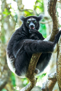 Indri lemur sitting on a twining vine in Madagascar poster print by Ellen Goff.