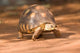 http://c328301.r1.cf1.rackcdn.com/PDDAF24JMC0001.jpg