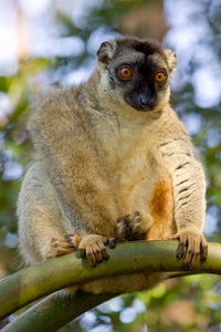 Brown Lemur in a tree in Madagascar Poster Print by Joe & Mary Ann McDonald