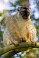 Brown Lemur in a tree in Madagascar Poster Print by Joe & Mary Ann McDonald