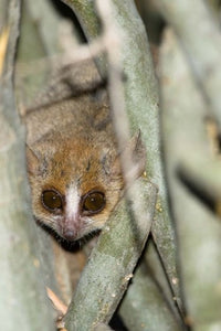 Brown Mouse Lemur Poster Print by Joe & Mary Ann McDonald