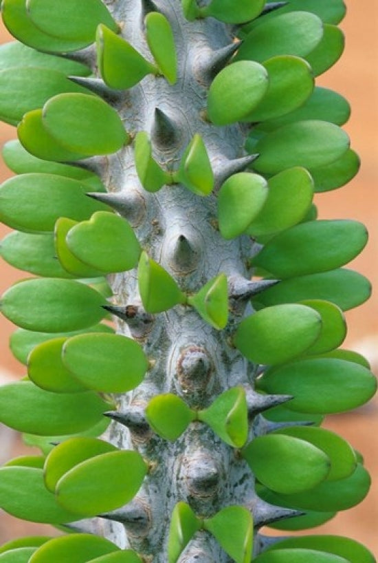 Madagascar Dry Spiny Forest Cactus and Succulent Poster Print by Kevin Schafer