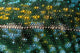 Chameleon lizard skin detail fine art print by Kevin Schafer.