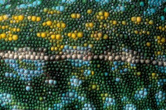 Chameleon lizard skin detail poster print by Kevin Schafer showcasing vibrant colors and texture.