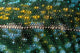 Chameleon lizard skin detail poster print by Kevin Schafer showcasing vibrant colors and texture.