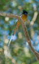 Paradise-Flycatcher Bird Poster Print by Kevin Schafer showcasing vibrant colors.