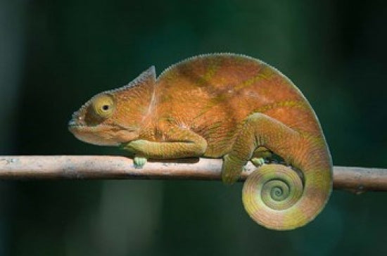 Parson's Chameleon lizard poster print by Kevin Schafer showcasing vibrant colors