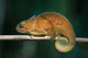 Parson's Chameleon lizard poster print by Kevin Schafer showcasing vibrant colors
