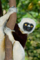 Coquerel's Sifaka poster print by Kevin Schafer showcasing Madagascar wildlife.