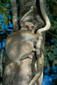 Milne-Edwards Sportive Lemur poster print by Kevin Schafer showcasing vibrant colors and intricate details.
