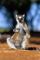Ring-tailed Lemur poster print from Berenty Reserve, Madagascar by Kevin Schafer.