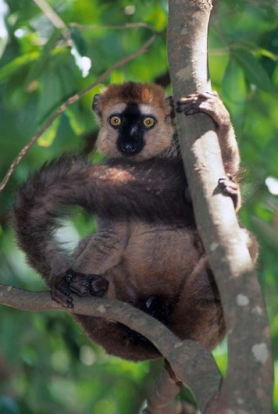 Brown Red-fronted Lemur Poster Print by Kevin Schafer showcasing a rare primate from Madagascar.