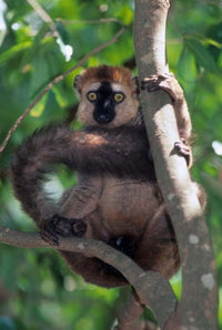 Brown Red-fronted Lemur Poster Print by Kevin Schafer showcasing a rare primate from Madagascar.